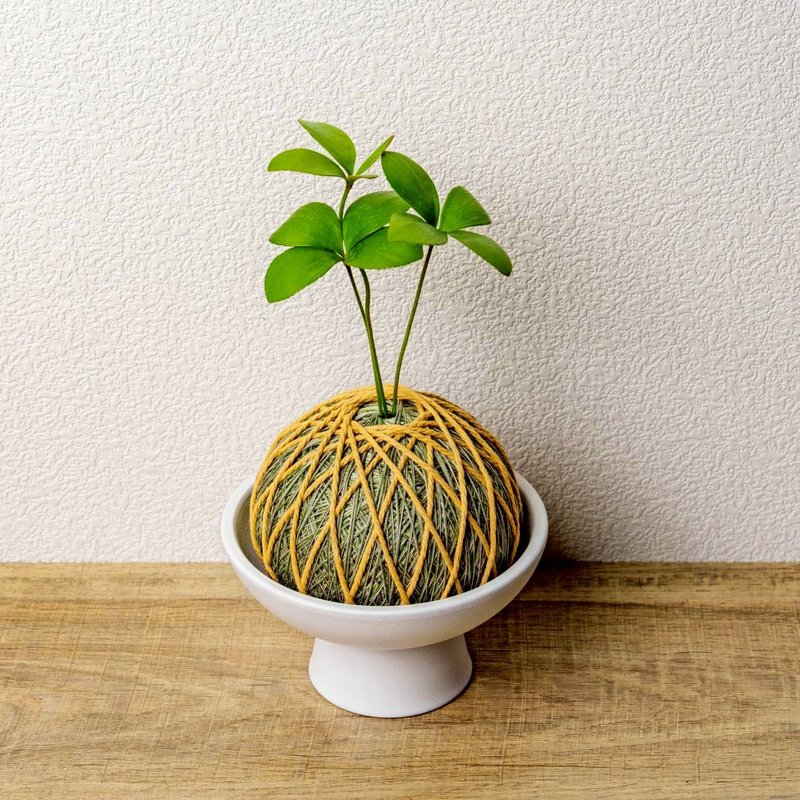 苔球植物 墨西哥鐵樹墨綠苔球加磨砂高腳缽 苔球 苔玉 禮物 送禮 - 盆栽/植栽 - 植物．花 綠色