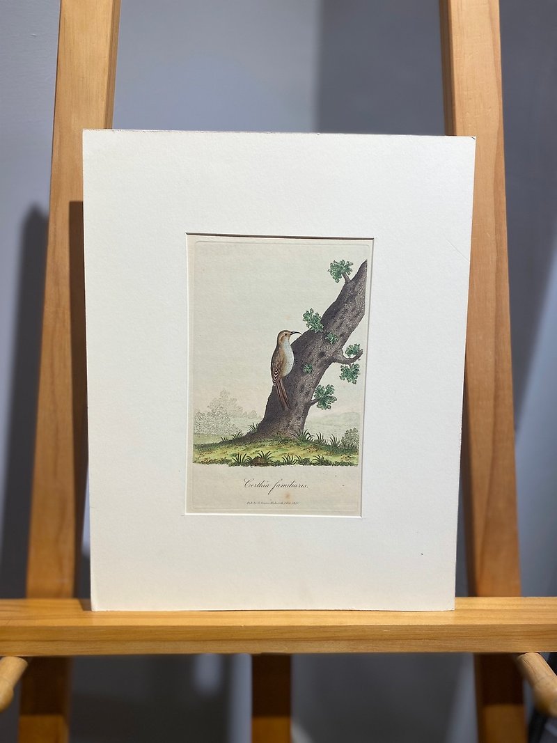 1811年George Graves英國鳥類學-旋木雀-蝕刻版畫手繪上色Etching - 掛牆畫/海報 - 紙 咖啡色