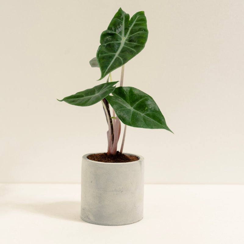 Pink Dragon Avalokitesvara│Clay Work Series│Fortune Planted - Plants - Cement Green