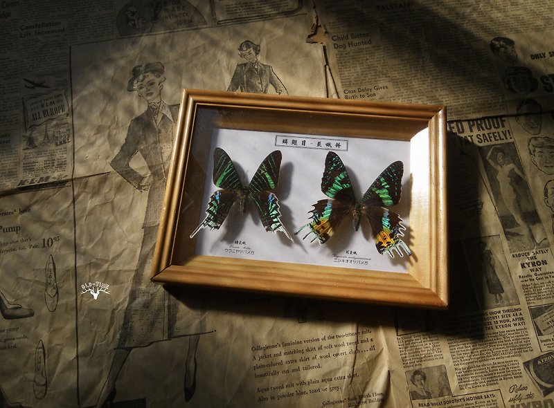 その他の素材 置物 - [OLD-TIME]初期の台湾の蝶の標本