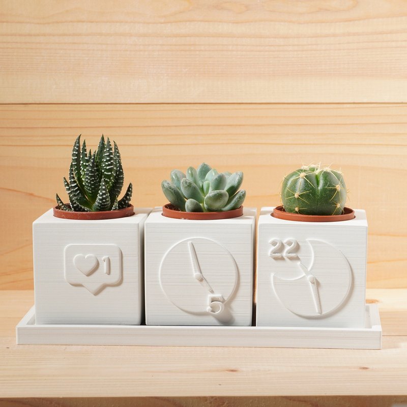 【カスタマイズギフト】素朴な風合いの多肉植物とセメント鉢植えの福袋4点セット | Lei Diao - 観葉植物 - コンクリート ホワイト