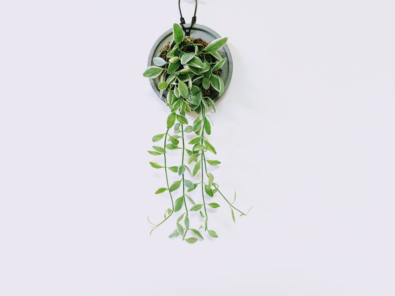 瓜子藤錦│水泥上板植栽│陽台植物│喜光植物│觀葉植物│多肉 - 盆栽/植栽 - 植物．花 多色