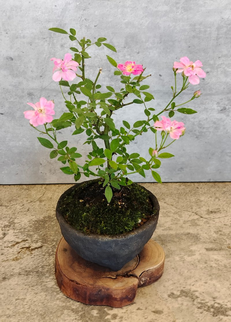 手びねり陶器鉢 ミニバラ - 観葉植物 - 寄せ植え・花 