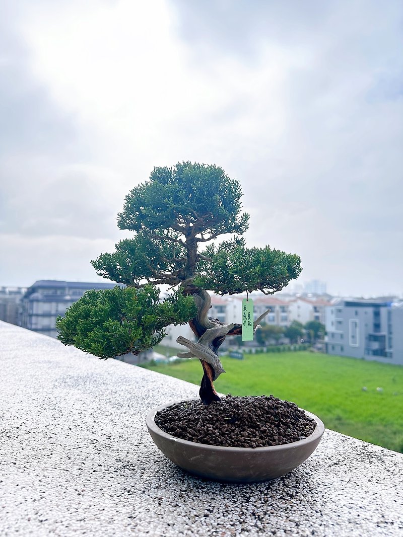 Medium-grade bonsai・Japanese Iigawa shinoki・Simple - Plants - Plants & Flowers 