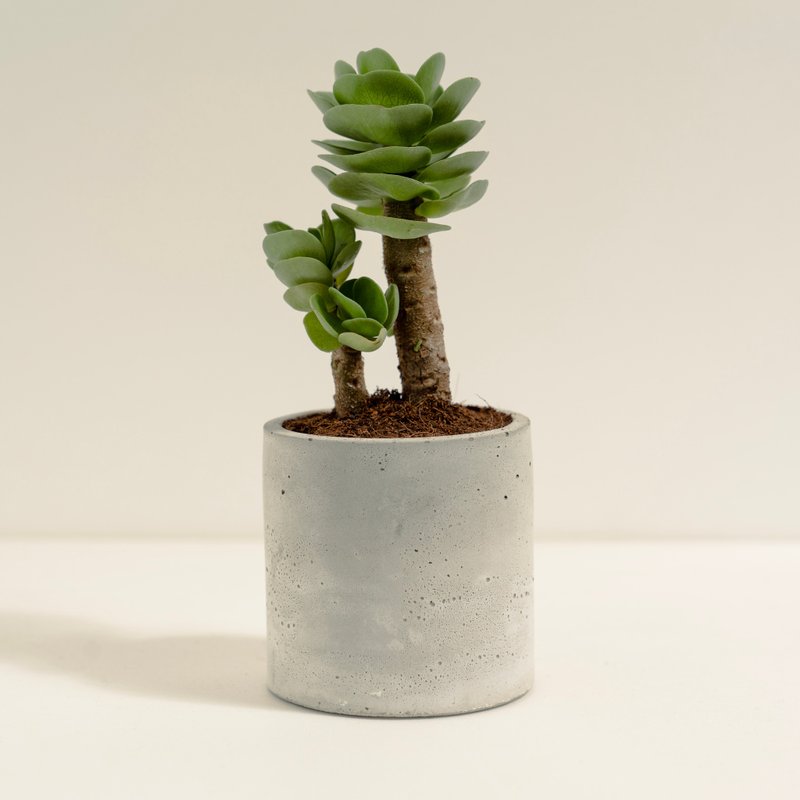 Cloud Leaf Ancient Wood│Clay Work Series│Fortune Planted - Plants - Cement Green