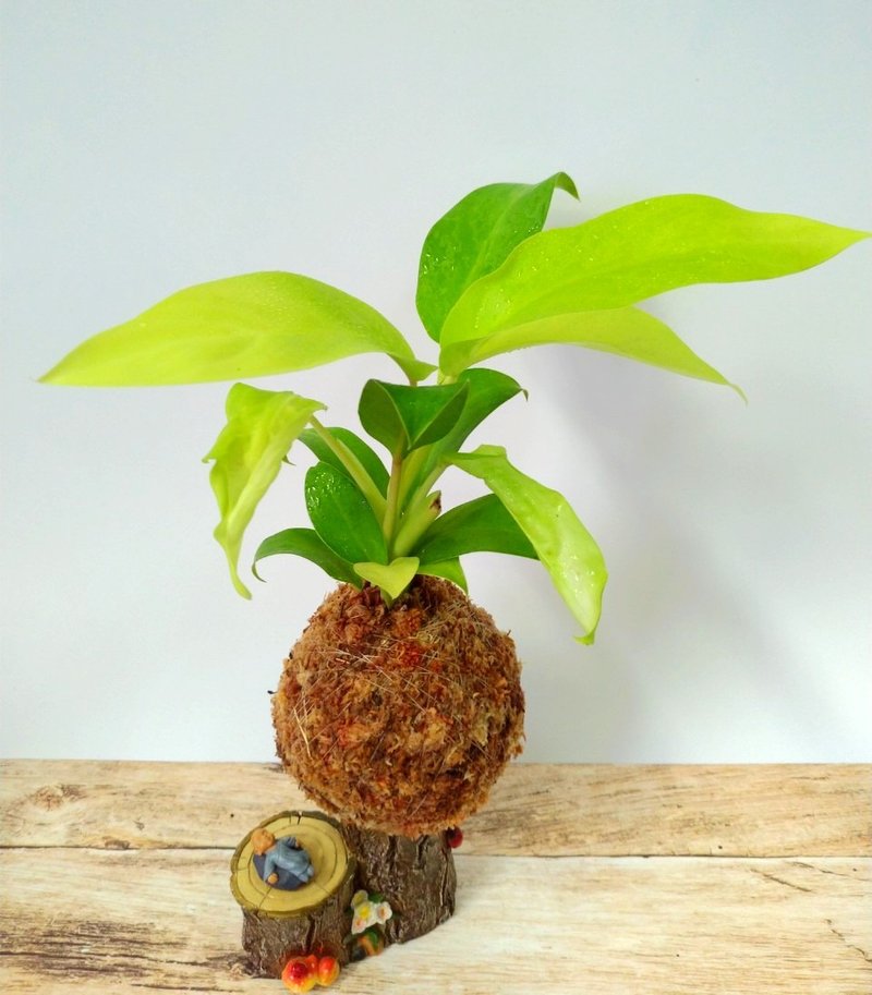 居家幸福苔球 苔玉 智利原色水苔 五行幸運植物 陽光蔓綠絨 - 花藝/盆栽/植栽 - 植物．花 