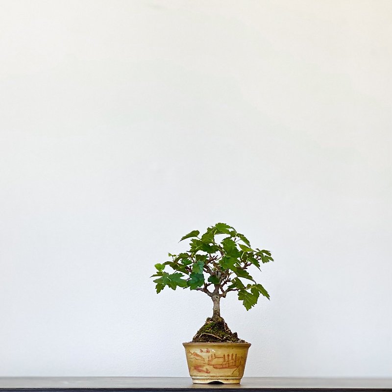 姬桑椹 Mulberry - 植物/盆栽/盆景 - 植物．花 