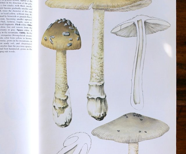 ヨーロッパとアメリカのキノコの図鑑//大きいサイズ//ハードカバーの 