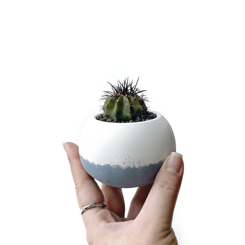 (現貨) 莫蘭迪藍系列 | 翠雲 圓潤造型雙色水泥仙人掌植栽 肥圓 - 盆栽/植栽 - 植物．花 藍色