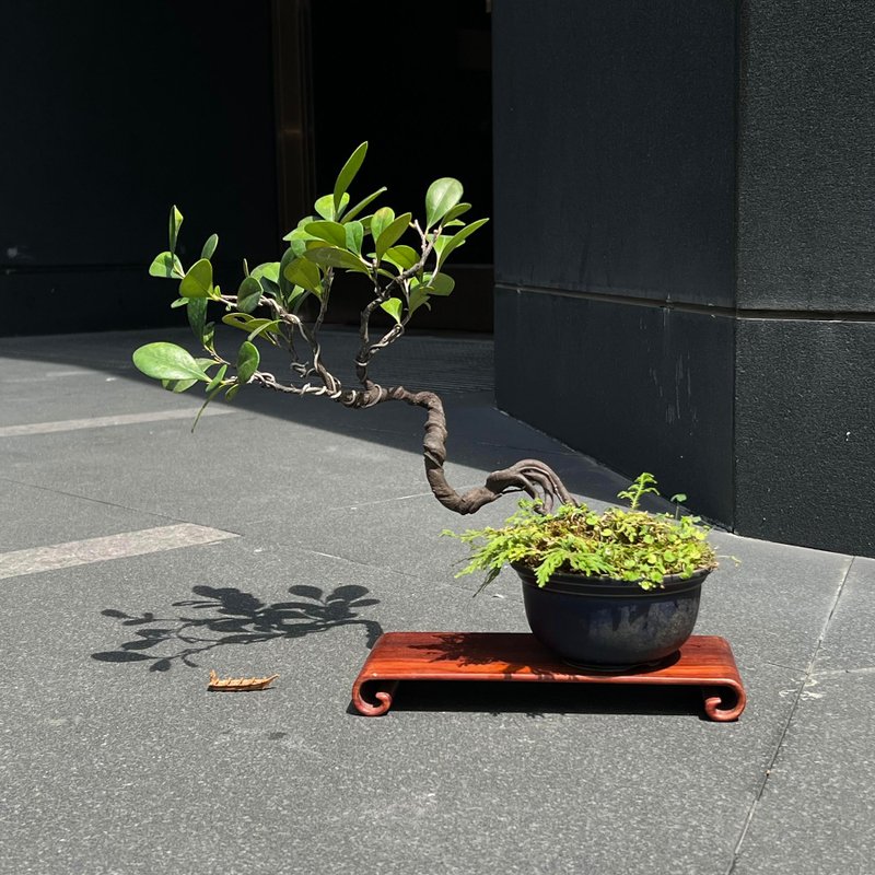 Exposed ivory tree mid-grade bonsai - Plants - Pottery 