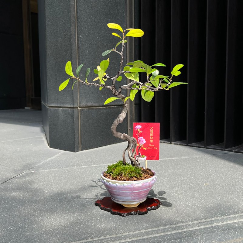 珍貴文人象牙樹 中品盆景 - 盆栽/植栽 - 陶 