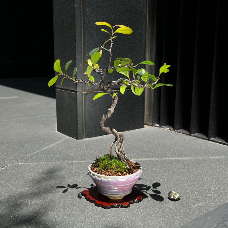 珍貴文人象牙樹 中品盆景 - 盆栽/植栽 - 陶 
