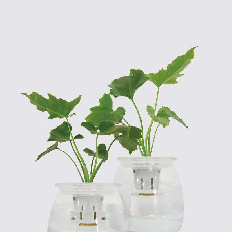 │ 玻璃系列 │ 春羽蔓綠絨 - 玻璃 水耕盆栽 魚水共生 觀葉 - 盆栽/植栽 - 植物．花 