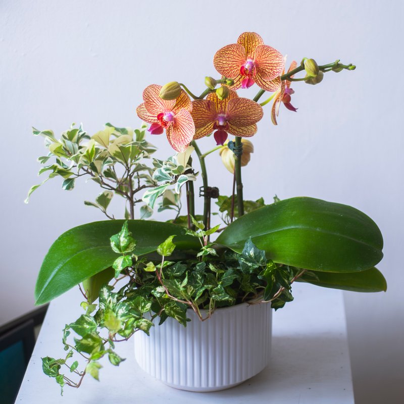 Netted Golden Orchid Potted Plant | Rongsheng | Opening Gift | Home Decoration - ตกแต่งต้นไม้ - พืช/ดอกไม้ สีส้ม