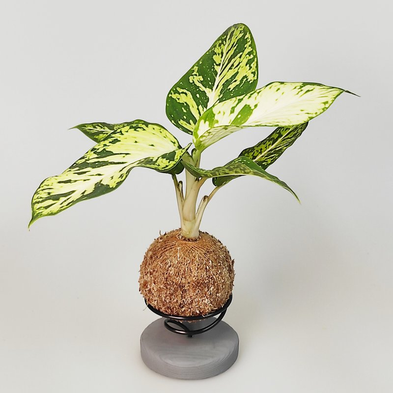 微一設計/粗肋草苔球 +水泥底座 - 盆栽/植栽 - 植物．花 綠色