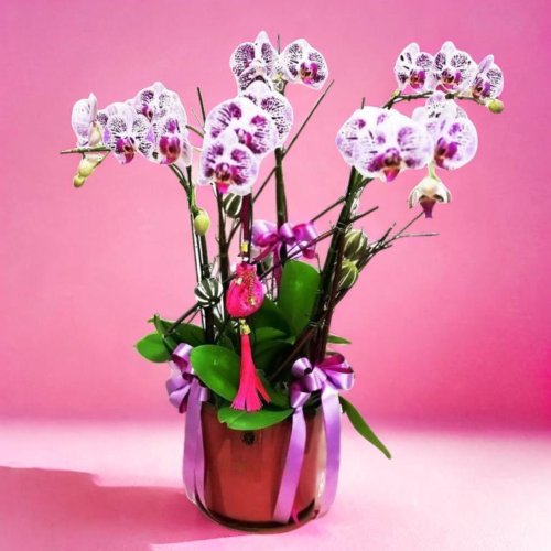 Grand Flower Shop - ビエンチャン更新スケッチ 6 胡蝶蘭