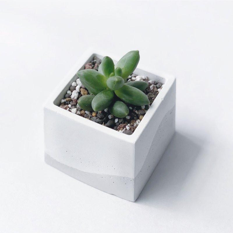 (預購) 白灰漸層系列 | 千代田之松 方形水泥多肉植栽 - 植物/盆栽/盆景 - 植物．花 灰色