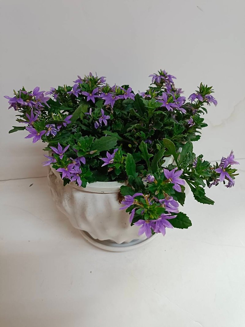 【羅馬氣質】紫散花 桌上型盆栽 室外植物 送禮陽台擺設 - 植物/盆栽/盆景 - 陶 