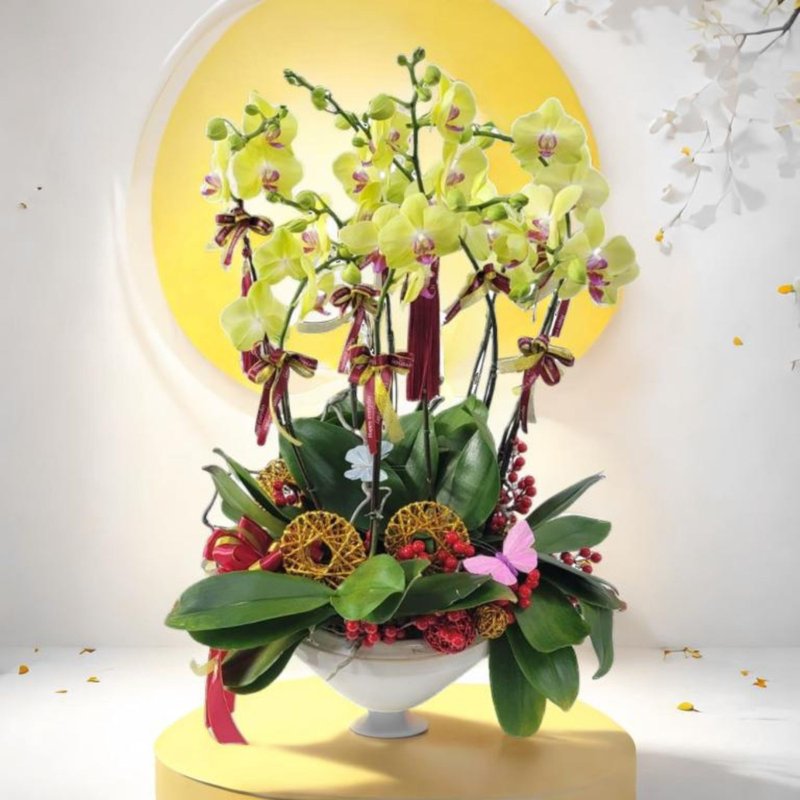 格蘭花店 - 甜格格蝴蝶蘭10棵配喜慶掛飾 (GF00306) - 盆栽/植栽 - 植物．花 