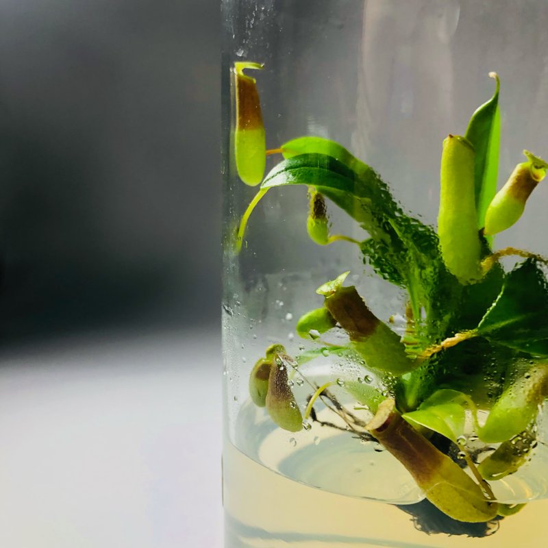 食蟲植物【豬籠草】  辦公室療癒植物 有保固好照顧 植物殺手救星 - 植栽/盆栽 - 玻璃 透明