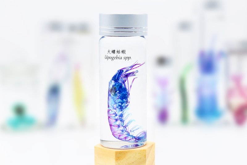 透明生物標本 - 大螻蛄蝦 Upogebia spp. - 擺飾/家飾品 - 玻璃 
