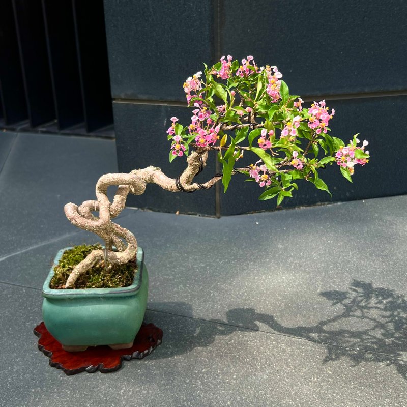 李氏櫻桃∣中品露根盆景 滿花中 - 盆栽/植栽 - 陶 