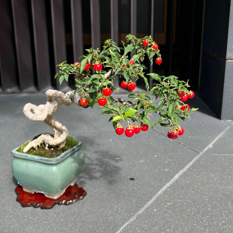 李氏櫻桃∣中品展覽級盆景 結果中 - 植物/盆栽/盆景 - 陶 