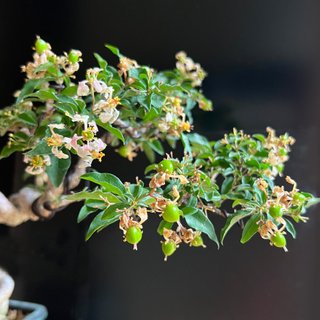 李氏樱桃 中品露根盆景