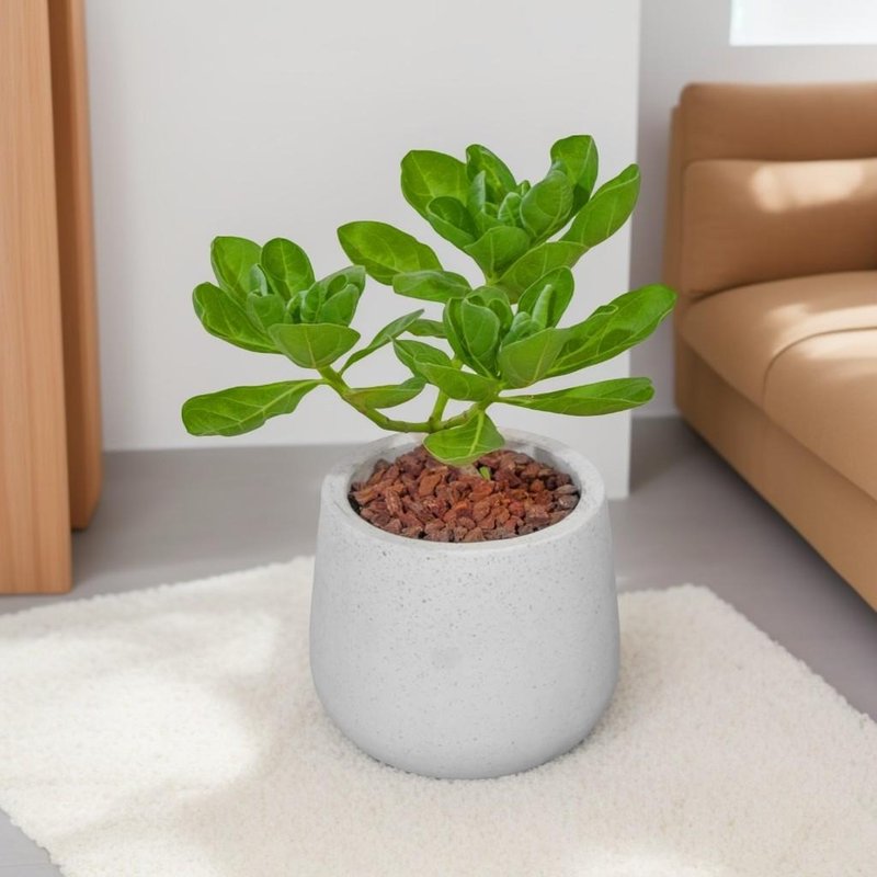 Baishuimu Zhanbai narrow-mouth Cement potted floor-standing planting office planting opening gift housewarming gift - ตกแต่งต้นไม้ - พืช/ดอกไม้ 