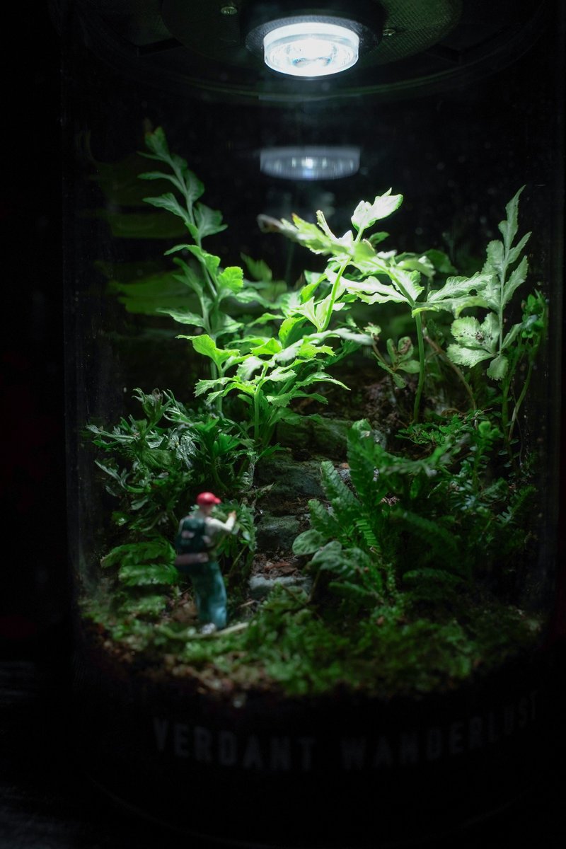 【Terrarium - Beyond the Horizon】 Miniature Landscape Indoor Plants Gift Office Decor - Plants - Plants & Flowers Green