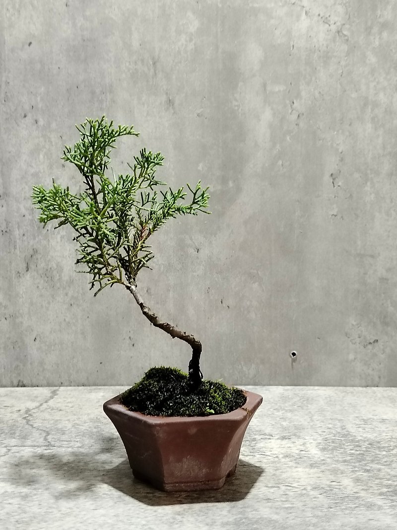 Small potted plant--miniature cypress - ตกแต่งต้นไม้ - พืช/ดอกไม้ 