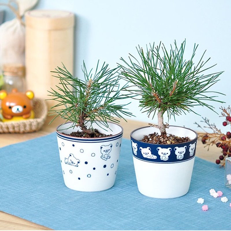 Rilakkuma Rilakkuma family blue and white porcelain bonsai cultivation / Japanese black pine (two types) - Plants - Porcelain Blue