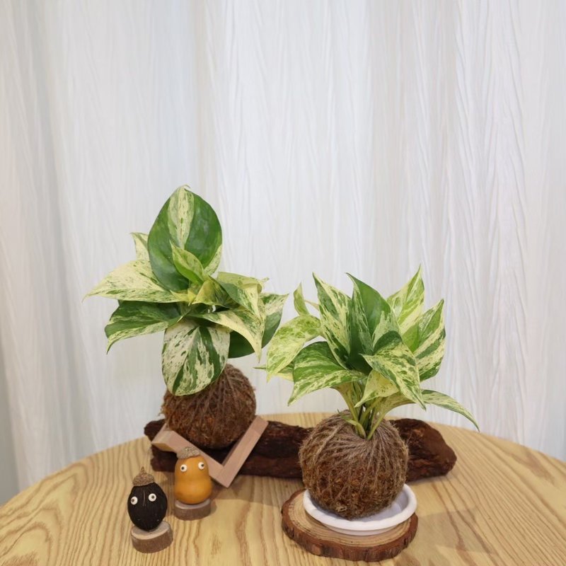 |雪花葛苔球| 贈送塑膠底座 / 植男人紳 手作苔球 - 植栽/盆栽 - 植物．花 綠色