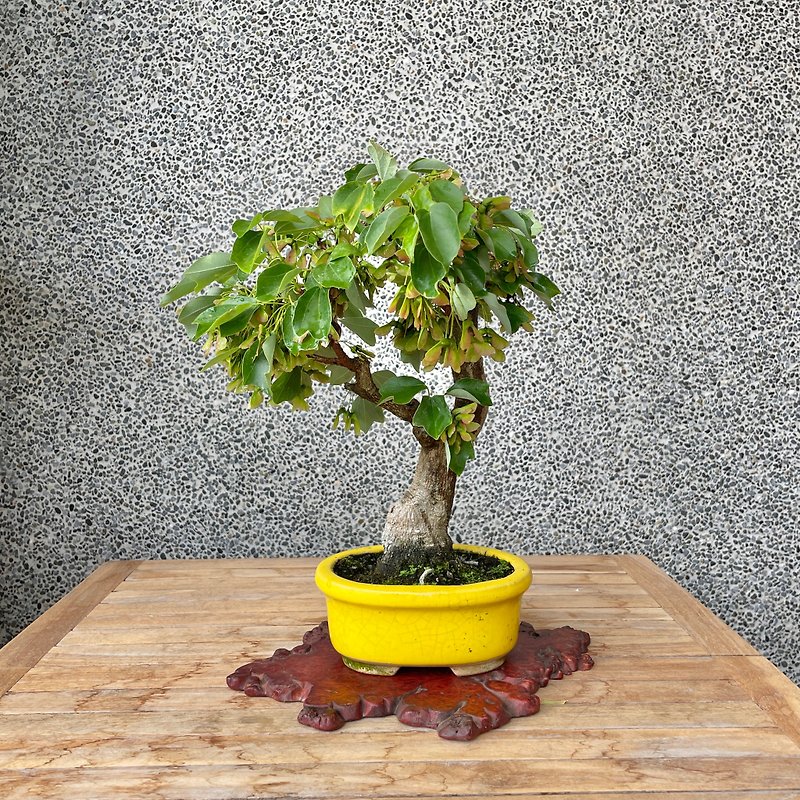 Small bonsai - Silver maple bonsai - Plants - Plants & Flowers 