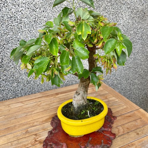 小品盆栽-銀楓盆景野趣小品盆栽Rustic Charm Bonsai|植栽/盆栽 小品盆栽-銀楓盆景野趣小品盆栽Rustic Charm Bonsai|植栽/盆栽