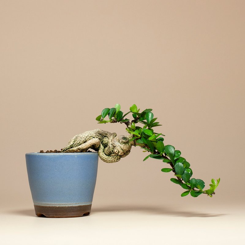 【精緻盆景】迷你植栽 牛港刺盆栽 居家擺設 - 盆栽/植栽 - 植物．花 