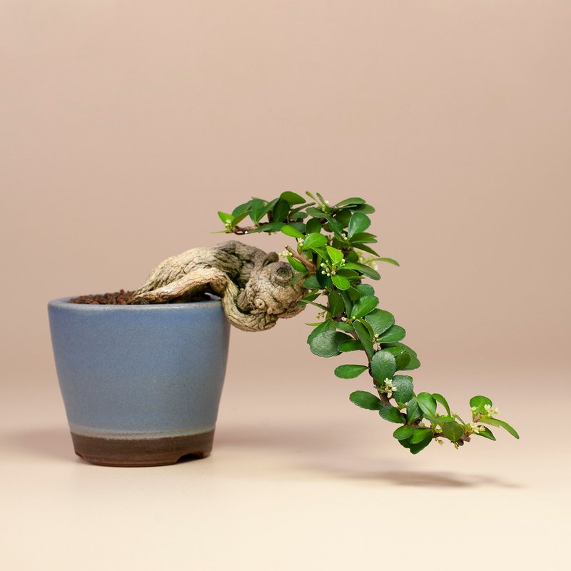 【精緻盆景】迷你植栽 牛港刺盆栽 居家擺設 - 盆栽/植栽 - 植物．花 