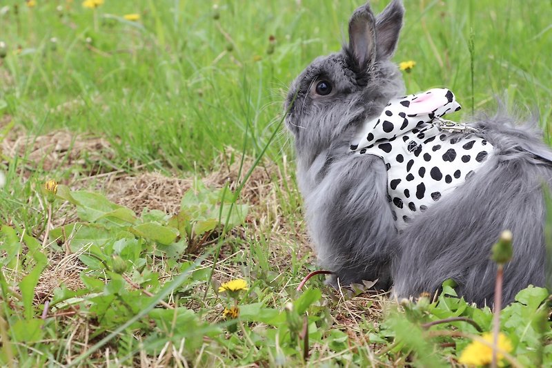 rabbit clothes - ชุดสัตว์เลี้ยง - ผ้าฝ้าย/ผ้าลินิน ขาว