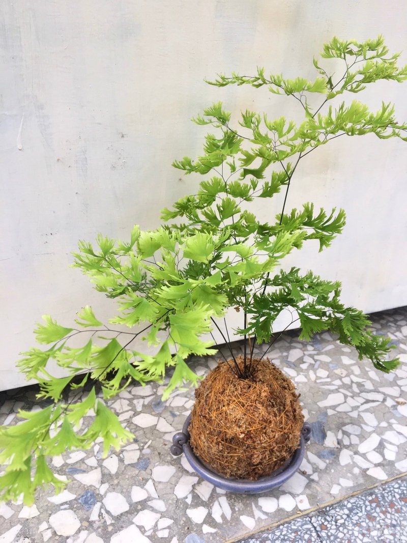 【綴化鐵線蕨】水苔球 情人節禮物 生日禮物 觀葉植物 室內植物 - 盆栽/植栽 - 植物．花 