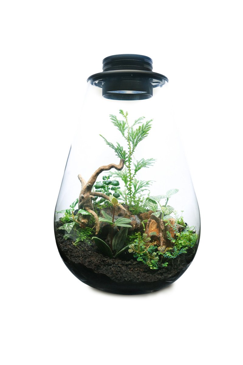 [Customized] Fernxing Technology Ecological Bottle-Dragon Egg Style - Plants - Glass 