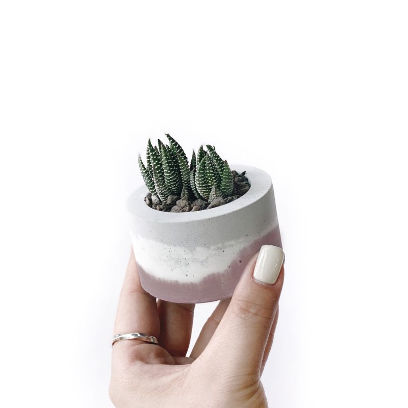 (In stock) Morandi powder series | Eagle claw small round three-color irregular Cement succulent plant - ตกแต่งต้นไม้ - พืช/ดอกไม้ สึชมพู