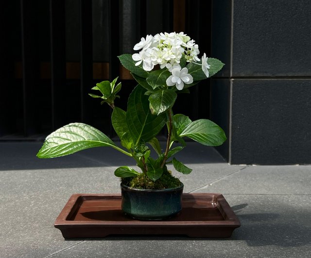 日本紫陽花アジサイ∣ 七段花中品盆栽- 設計館mu bonsai 茉莉愛草植栽