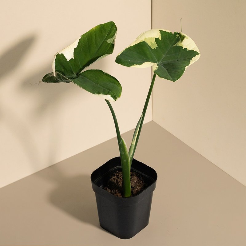 Mickey mouse 乳斑千年芋-室內植栽 - 植栽/盆栽 - 植物．花 