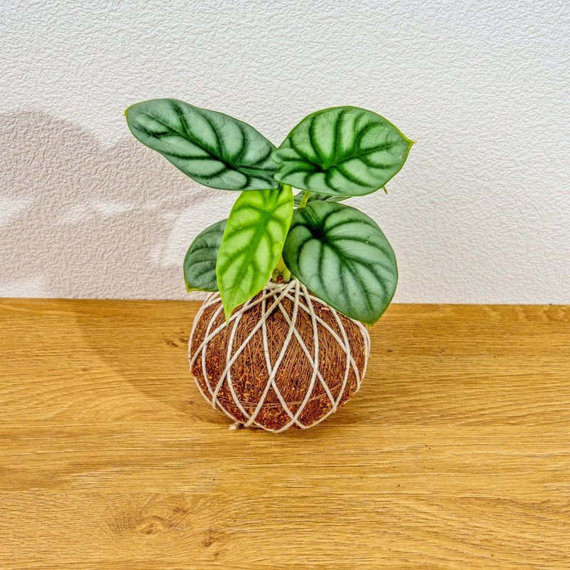 苔球植物 銀龍觀音蓮苔球 苔玉 禮物 送禮 桌上盆栽 - 盆栽/植栽 - 植物．花 綠色