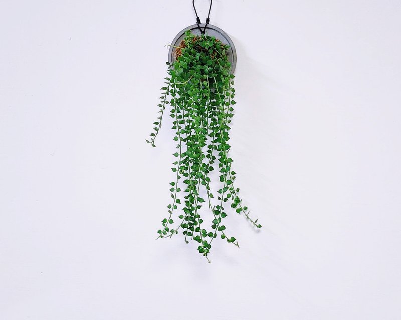 百萬心│水泥上板植栽│窗邊植物│陽台植物│觀葉植物│多肉 - 植栽/盆栽 - 玻璃 綠色