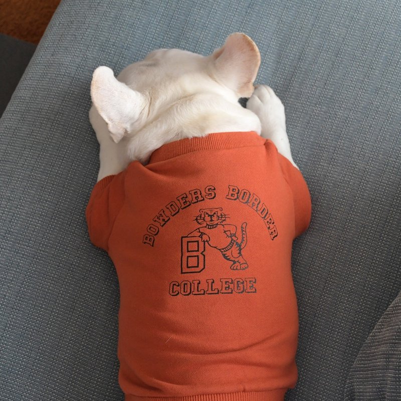 Tiger College Sweatshirt _ Baked Maple _ For French bulldog - Clothing & Accessories - Cotton & Hemp 