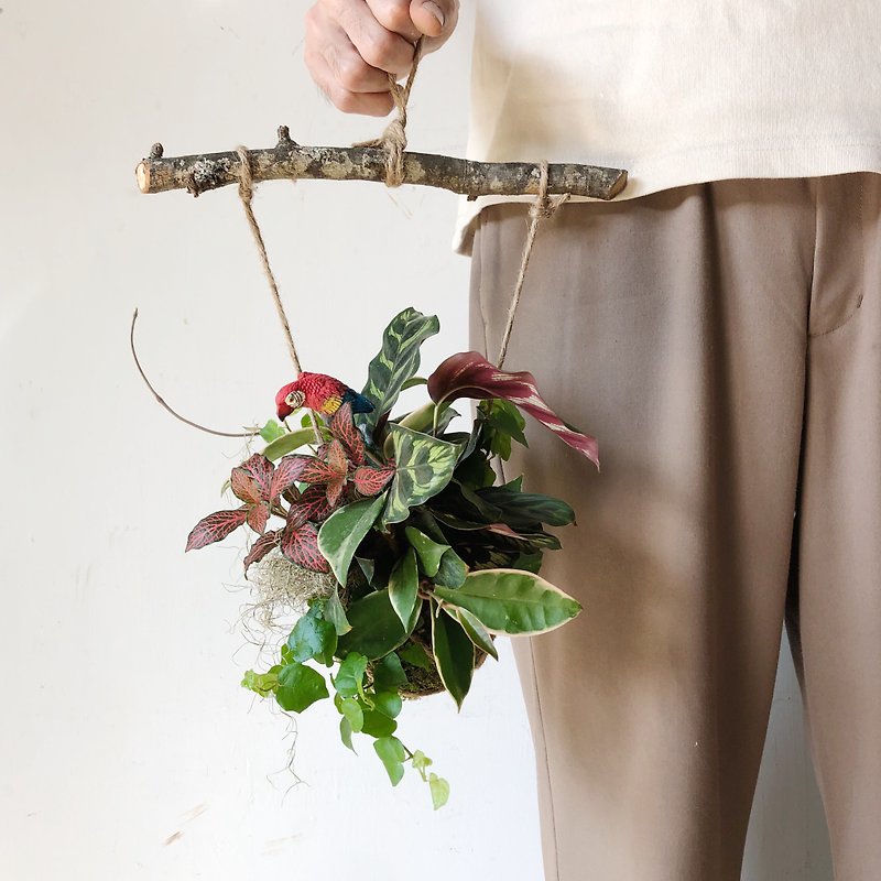 寄せ植え・花 フラワー/ガーデン - 12月・人生を楽しむ風水・冬苔苔植え