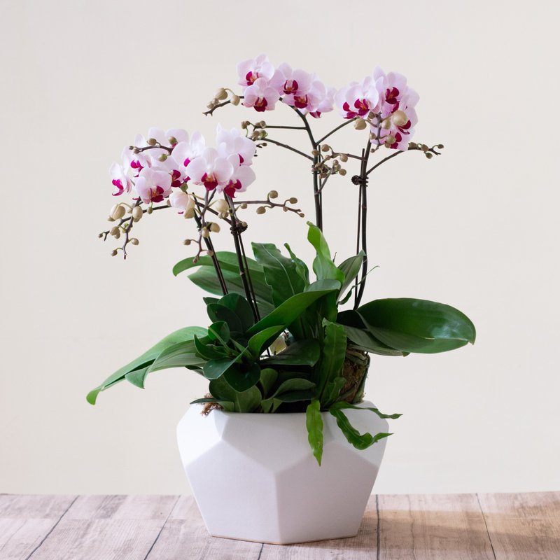 第一名蝴蝶蘭 | 2株 - 植栽/盆栽 - 植物．花 綠色