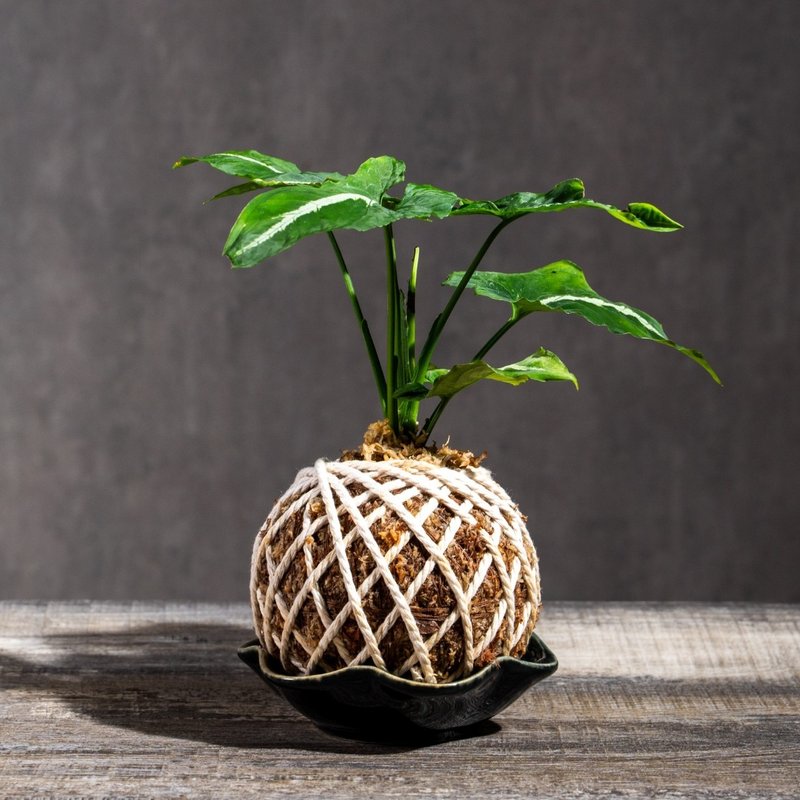 絨葉合果芋苔球 苔球植物 苔玉 適合室內植物 辦公室植物 - 盆栽/植栽 - 植物．花 