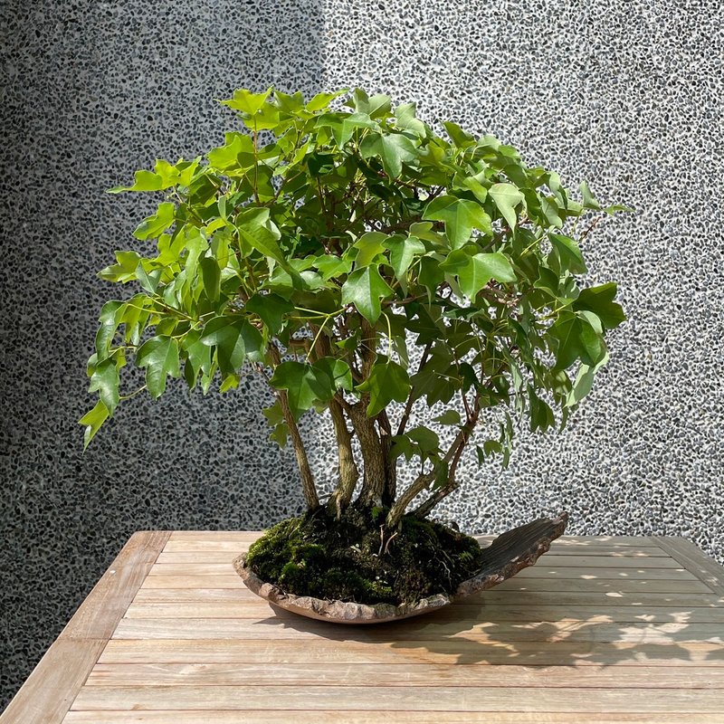 小品盆栽-宮樣楓 盆景 送禮 - 盆栽/植栽 - 植物．花 